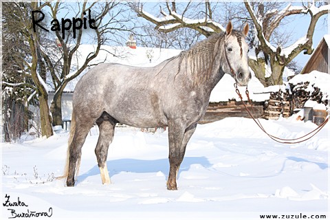 Rappit