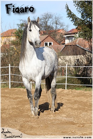 Figaro