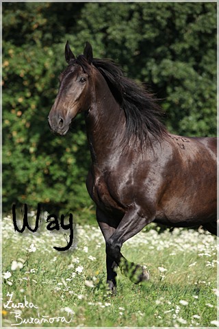 Way